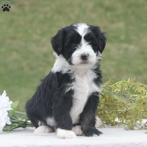 Pansy, Mini Sheepadoodle Puppy